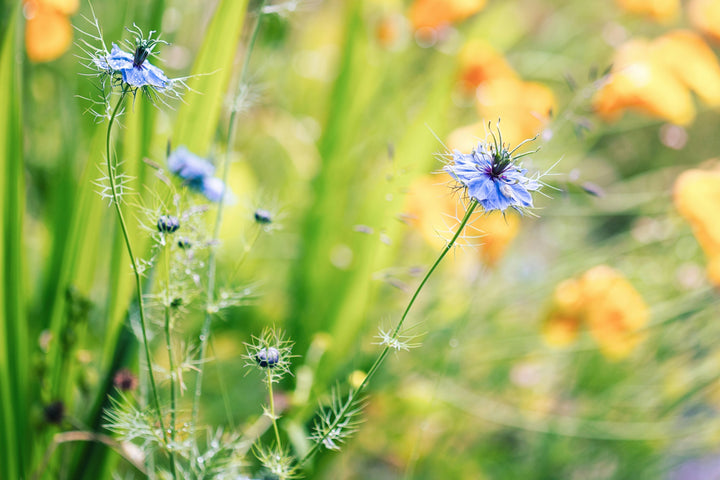 L'huile de nigelle : ce que vous devez savoir