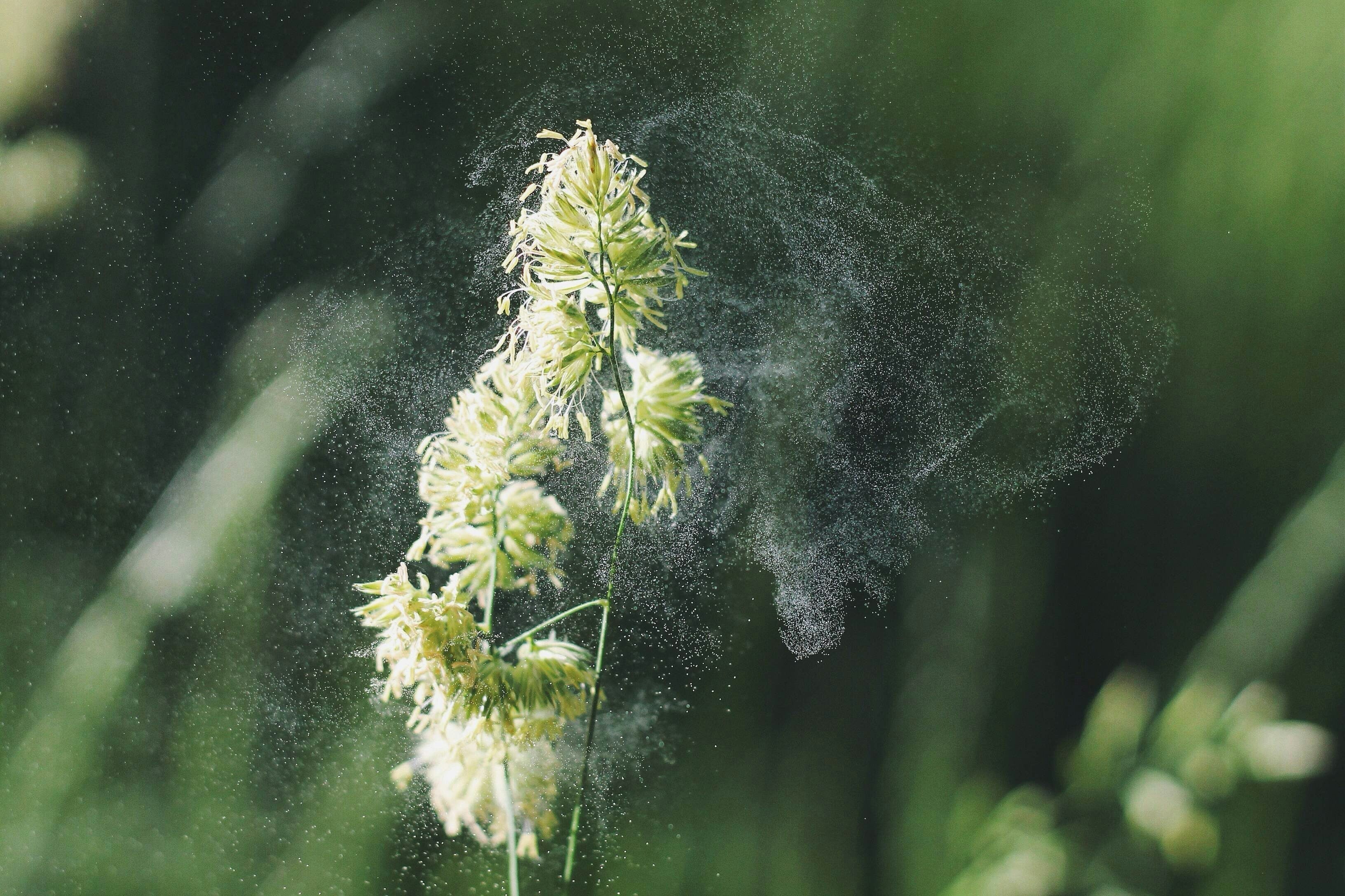 Comment les graines de nigelle peuvent-elles aider à prévenir certaines allergies saisonnières Image