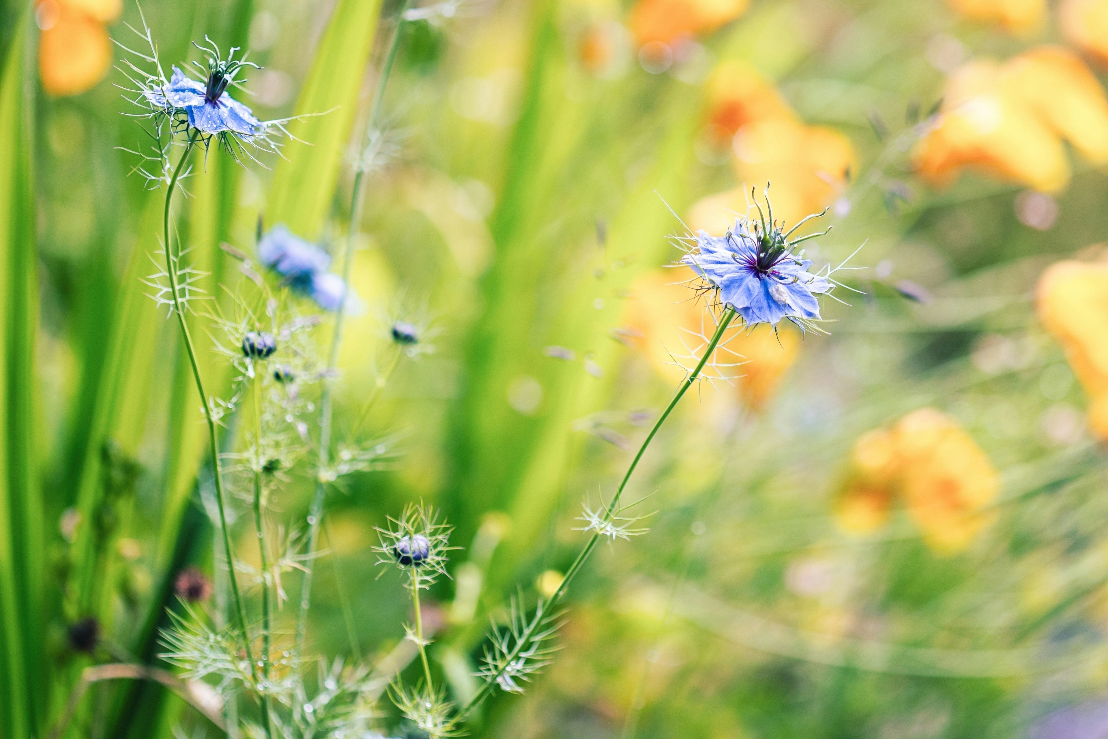 L'huile de nigelle : ce que vous devez savoir Image