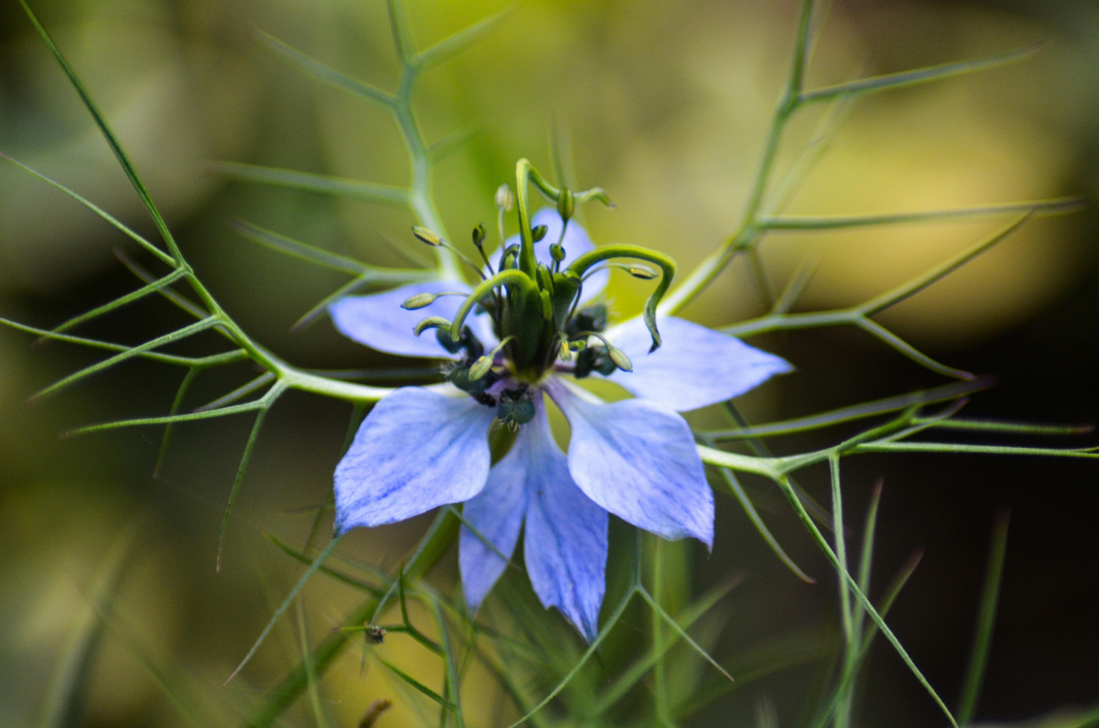 La meilleure huile de nigelle : le guide NIYYAH Image