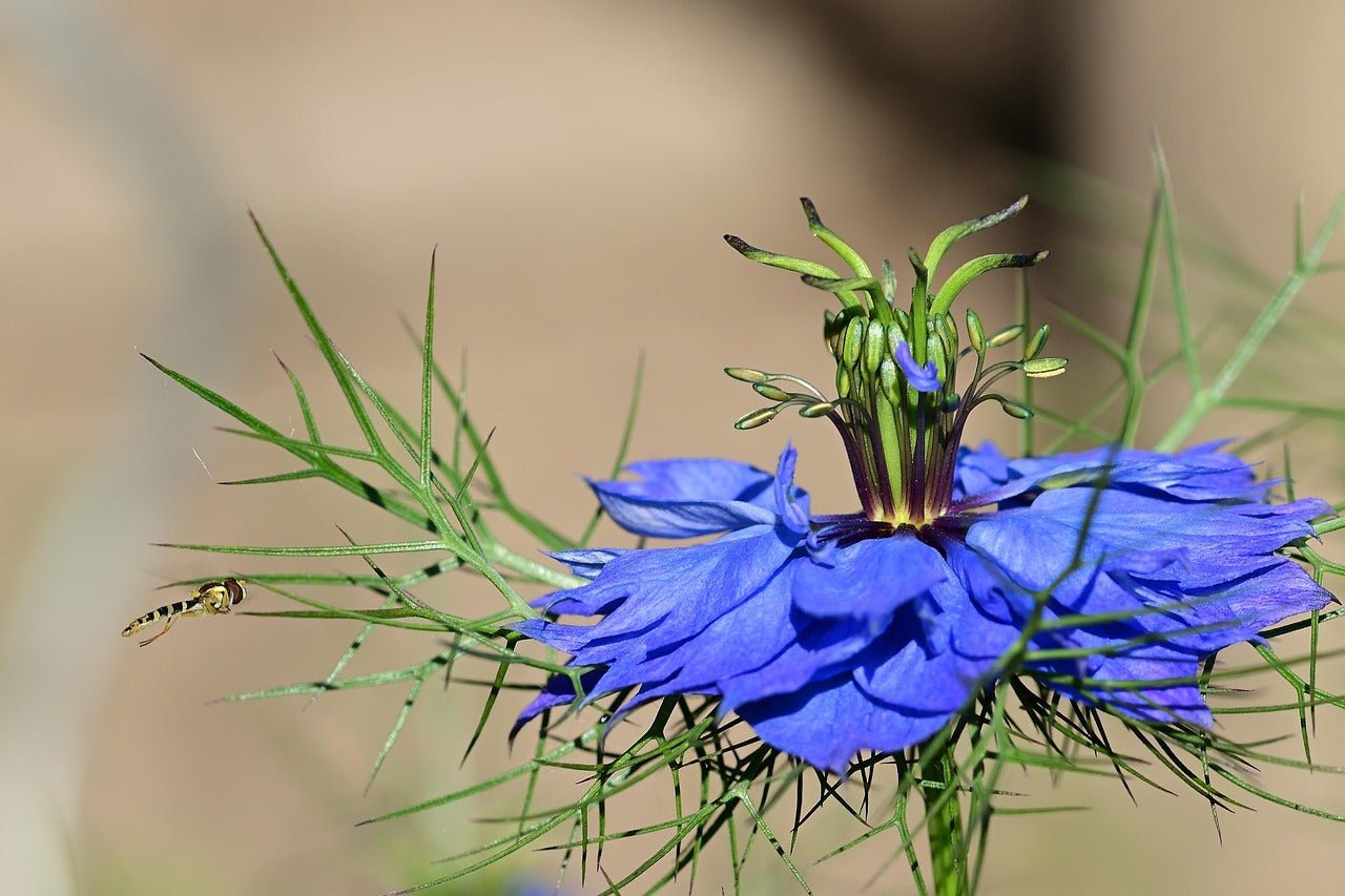 Quels sont les bienfaits de l'huile de nigelle ? Image