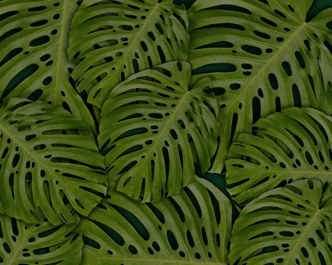 Feuilles tropicales vertes monstera - Cosmétiques naturels NIYYAH aux ingrédients botaniques purs
